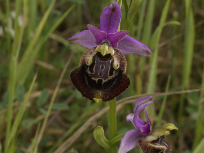 impollinatore